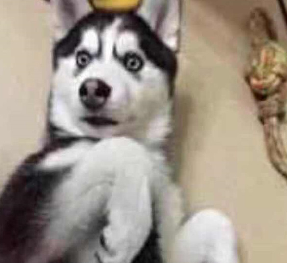 让二哈洗洗澡简直比登天还难，那反映简直令人又窝火又搞笑！