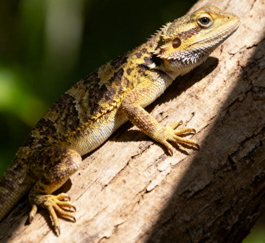 爬宠急救箱里应该常备什么?