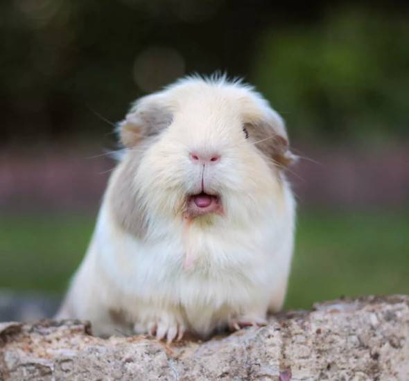 都是胖,怎么荷兰猪可以胖的那么可爱?