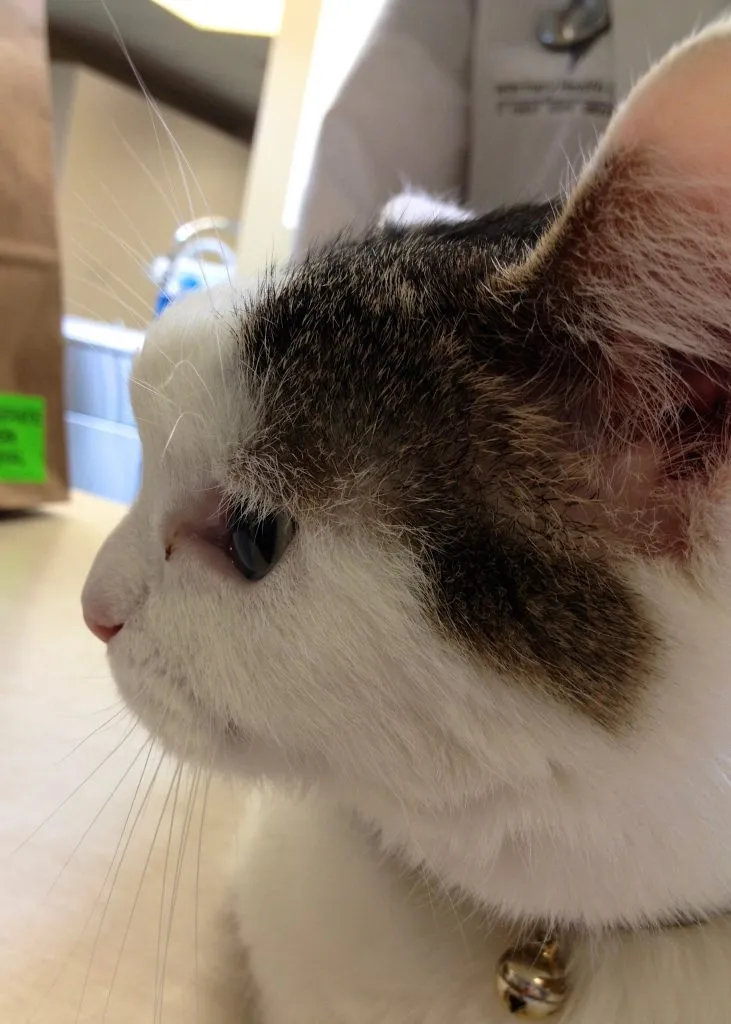 警惕！猫咪隐球菌感染，全面解读与防治建议