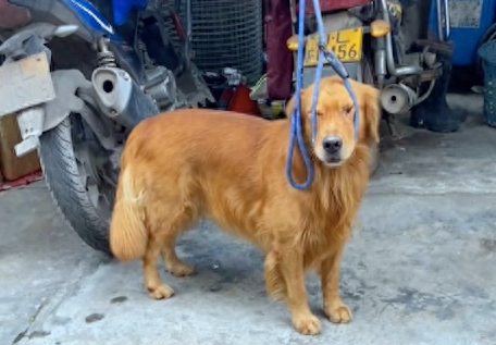 主人没平均分零食给狗,结果其中一只狗跑去上吊