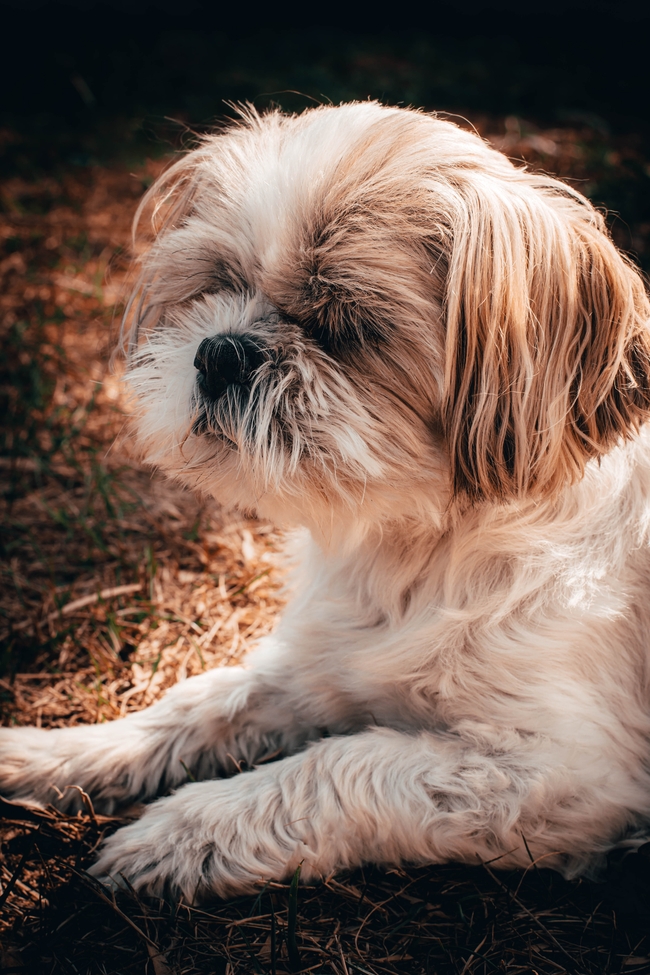 可爱萌西施犬图片