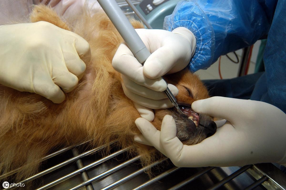 有必要给狗狗刷牙吗?科学刷牙预防疾病无忧