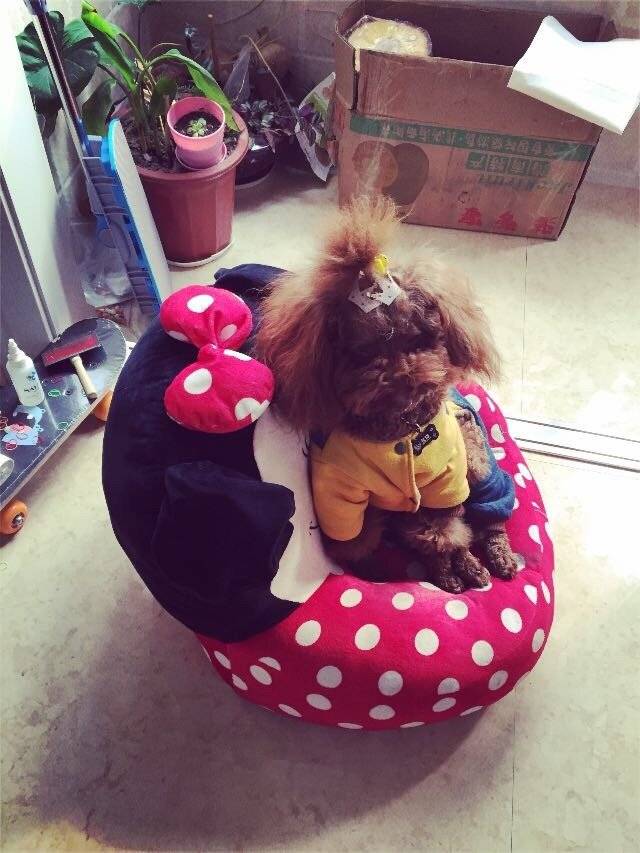 一动不动的时候就像一只假狗坐着不动,睡觉不动,有时候瞬间忘了家里养狗了你能不能起来跑跑呀,家里有个小朋友跑来跑去多热闹呀,好懒的小朋友