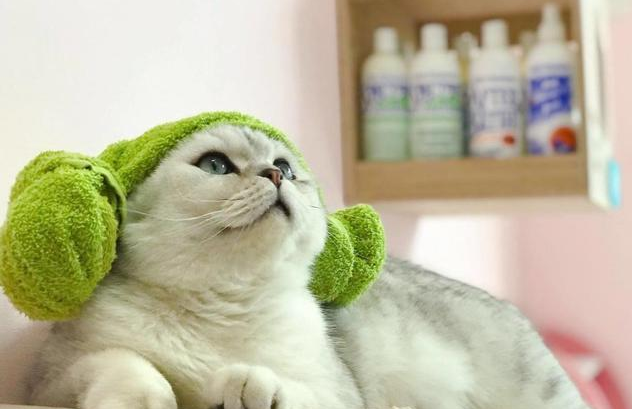 猫咪讨厌洗澡,自从主人放上音乐后,猫咪尽然自己动起来了