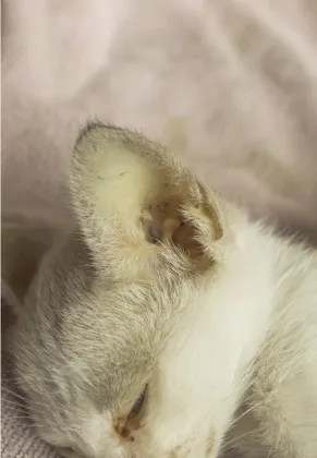 猫不吃饭会得脂肪肝吗?