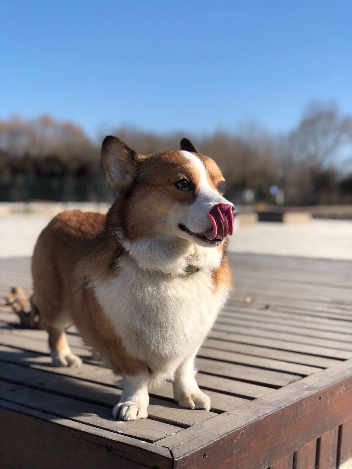 晴朗天气下的短途旅行~这个公园还不错~心情美美哒~