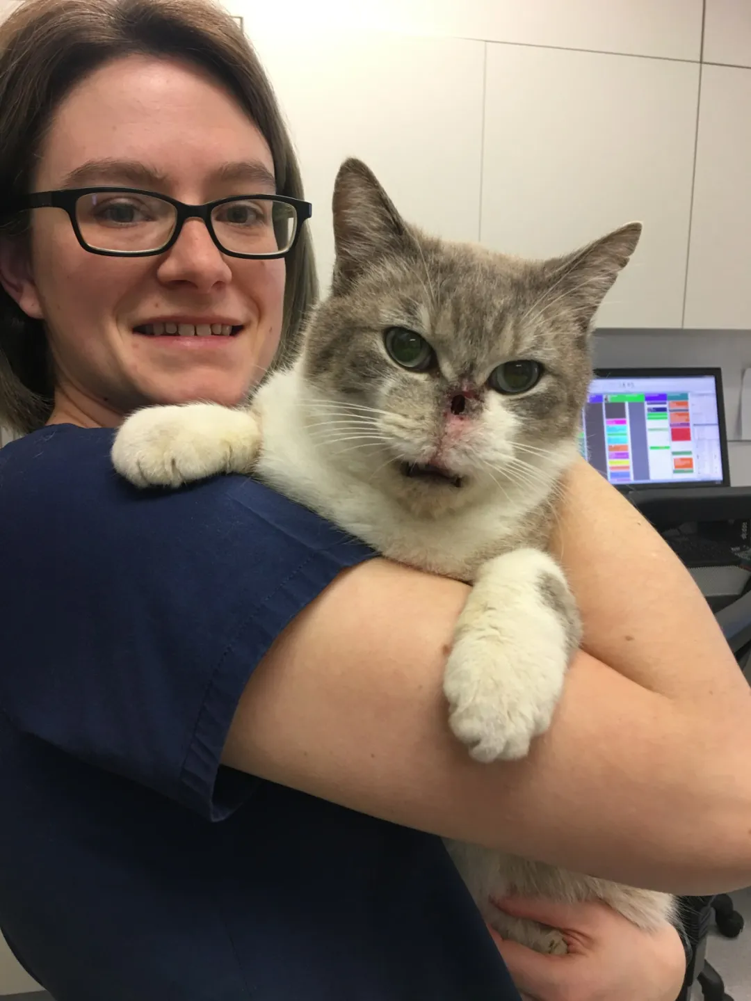 警惕！猫咪隐球菌感染，全面解读与防治建议