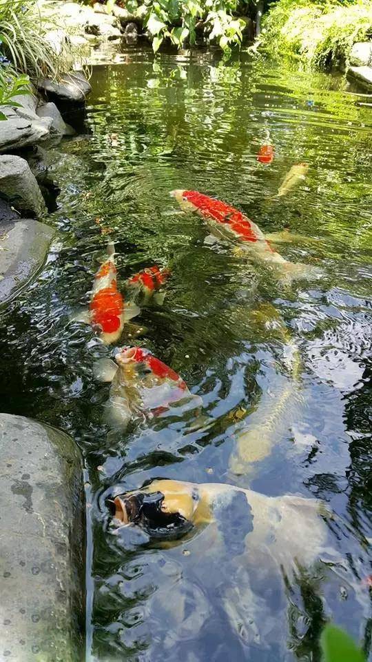 当养鱼成为一种爱好,当你的心里开始惦记这个事儿,也就开启了一段“没有退路”的旅程;当厌倦了每天单调重复的日子,当被无处不在的食品安全问题困扰,相信你会想拥有这样的画面——鱼菜共生,还给生活最初的模样!