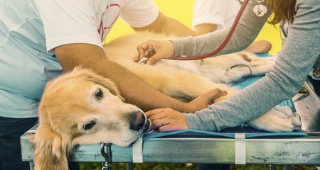 揭穿狗狗心丝虫病的 10 大误区