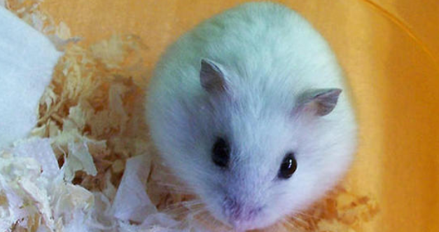 仓鼠会传染疾病吗