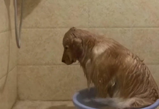 金毛给自己放水洗澡,洗到一半意外发生了,铲屎官笑得直跺脚