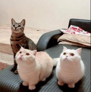 猫咪洗澡竟笑得如此灿烂,原来这一切都是“遗传”惹的祸!