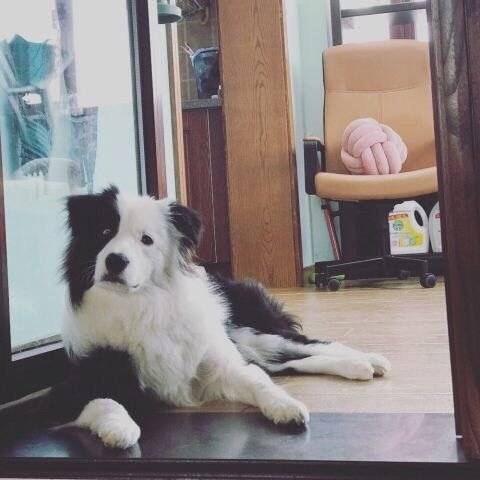 狗狗九个月啦～