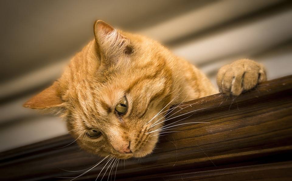 猫咪说这样的工作活,真累