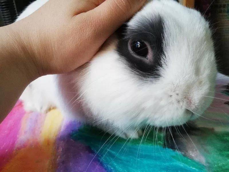 小兔子有点萌哈哈哈哈哈哈