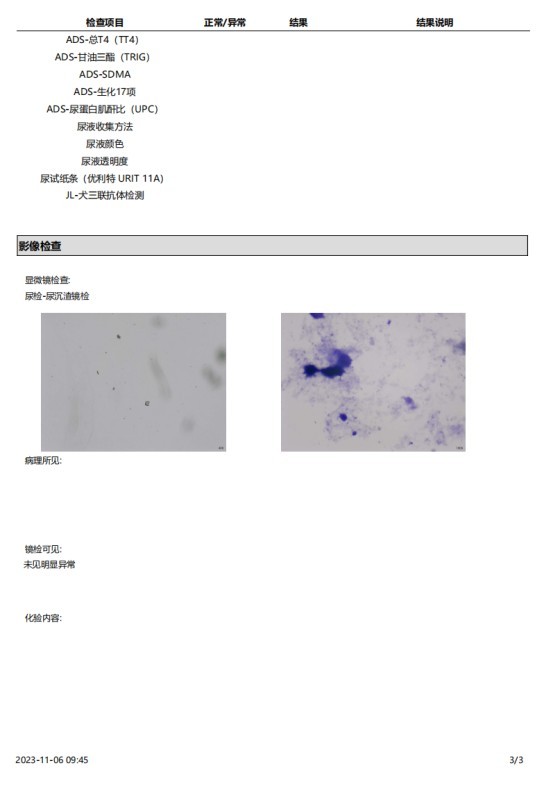 一例犬睾丸肿瘤的诊断与治疗