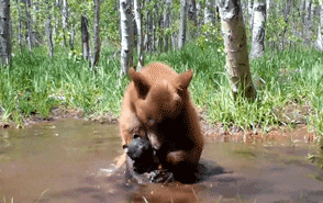 摄像机在野外拍到一头熊,它竟然正在……给自己的玩具熊洗澡!
