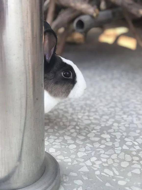 好可爱哦 萌萌哒,正好来场龟兔赛跑