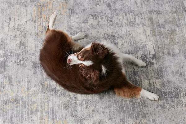 狗狗都可以训练的21个有趣且流行的狗狗技巧