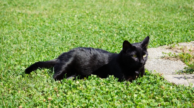 草地休息的黑猫图片