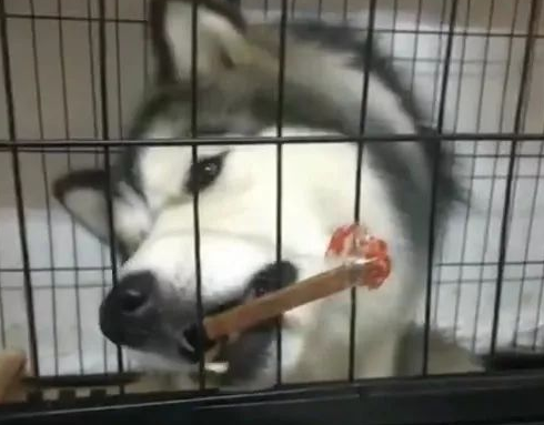 主人把零食粘在笼子上逗二哈，二哈啃得脸都酸了