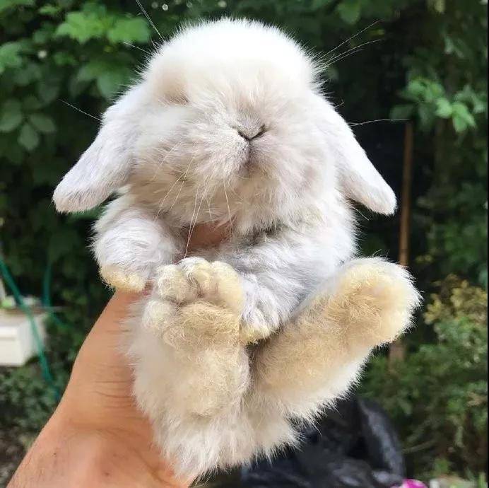 小奶兔，太阔爱啦~