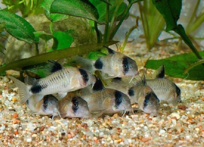饲养熊猫鼠可在水族箱中铺满小石子,犹如原始栖息地一般。熊猫鼠适合水草和沉木的水族箱,属于底层鱼。建议铺上细的暗色底砂以保护他们的触须。