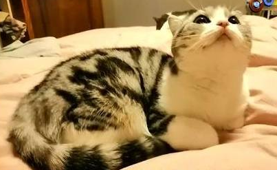 美短洗澡时突然死了,猫主人边看监控边哭