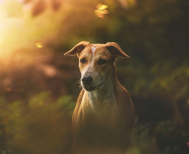 罗得西亚猎犬图片