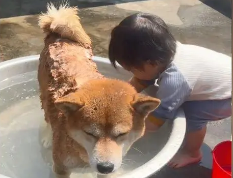 狗女儿给柴犬洗澡时,女子瞥了眼狗狗后笑抽