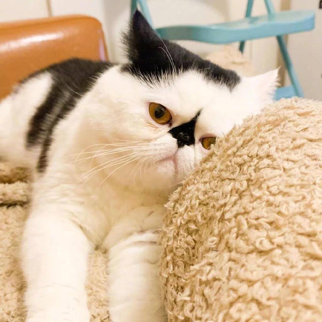 一只眉头紧锁的小可爱猫猫