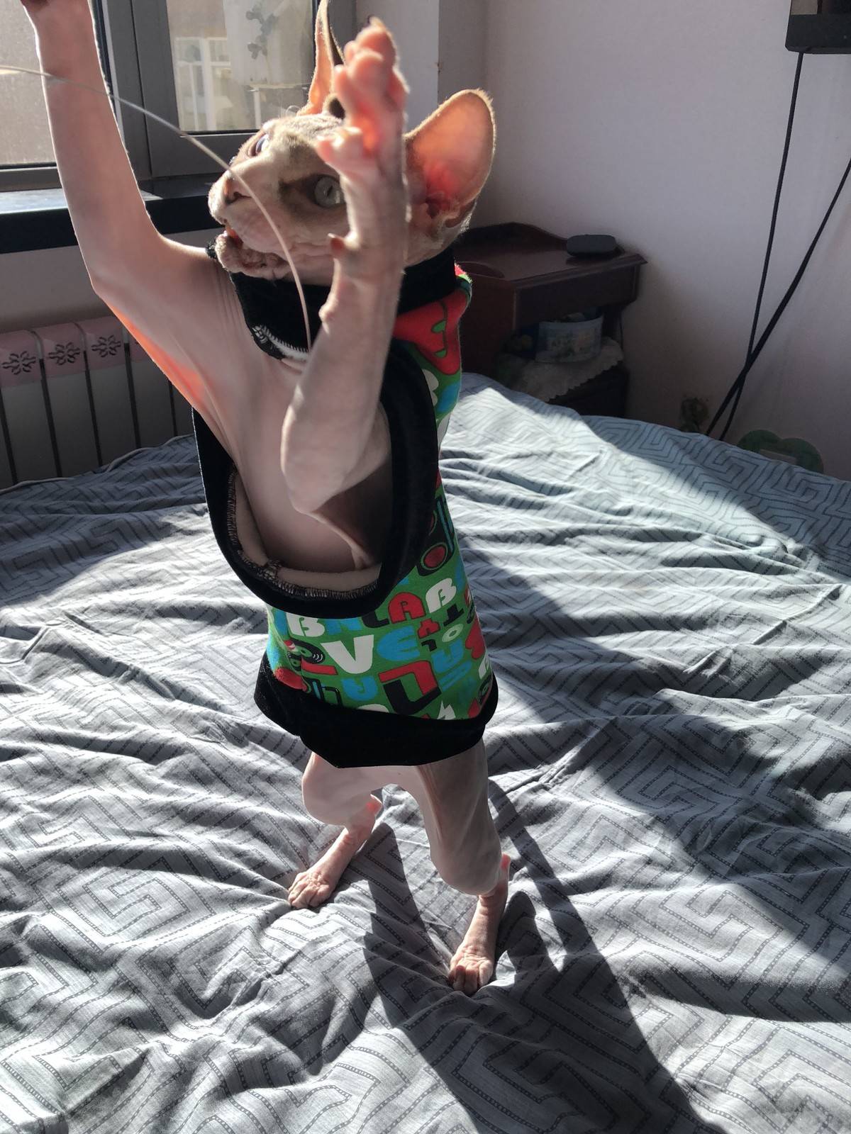 无毛猫,逗你玩儿……