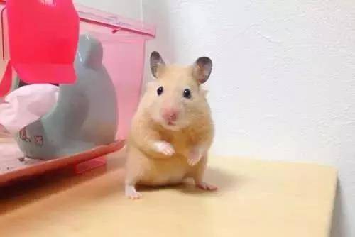 仓鼠逃脱记！ 逃跑失败的表情未免也太可爱了吧