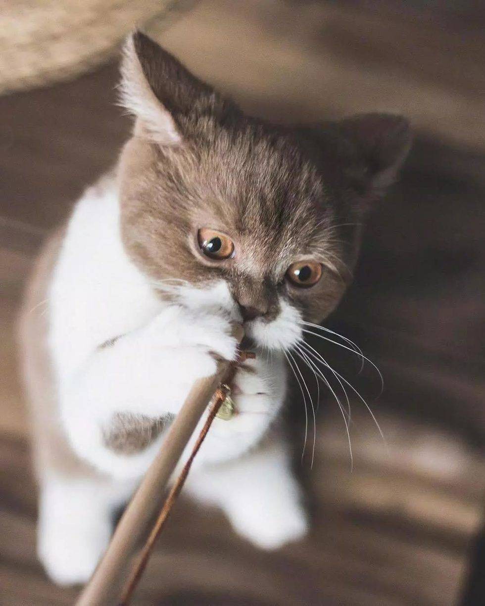 喝完牛奶变成了可爱的小胡子