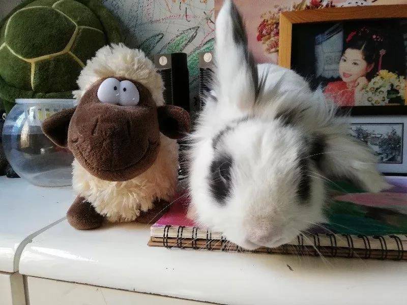 小兔子有点萌哈哈哈哈哈哈