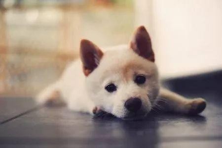 有必要给狗狗打狂犬疫苗吗?宠物疫苗常见误区