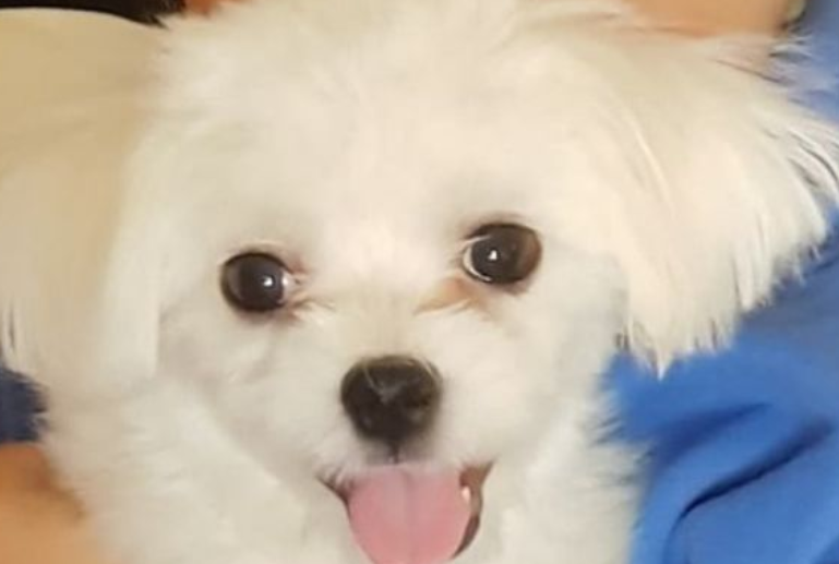 第一次在家里洗澡,小喵汪站起靠墙满身颤抖,惹人怜香惜玉