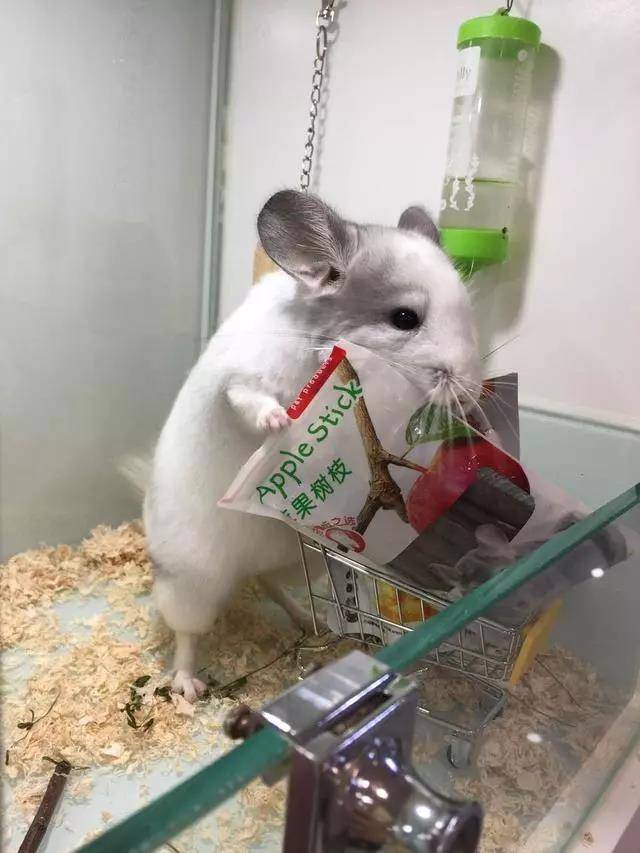龙猫是少见的性格特别温顺的小动物,孕妇老人孩子都可以放心安全饲养
