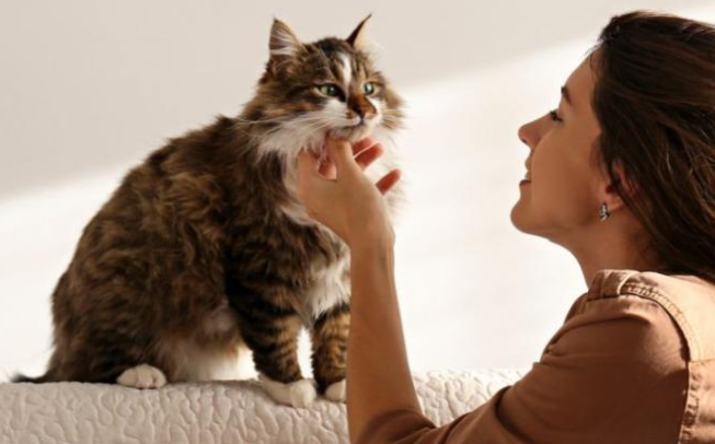 陪伴型动物保护立法，引导人们文明养宠