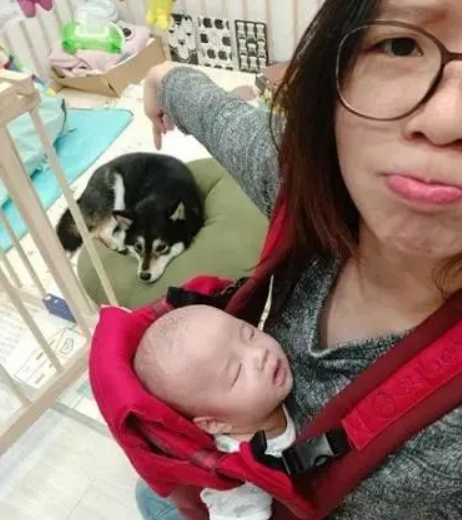 柴犬抢去宝宝零食，宝宝不仅没生气，反倒做出闹心行为