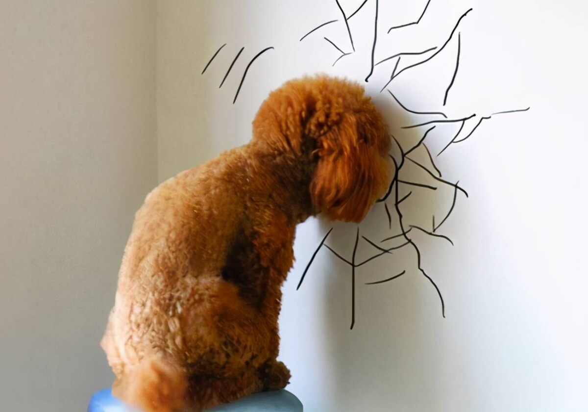 狗狗不舒服的 7 个表现,出现这些动作药注意了!