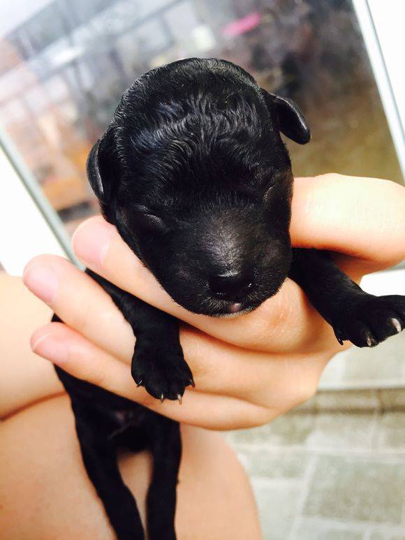 小黑仔一天天长大了哈哈