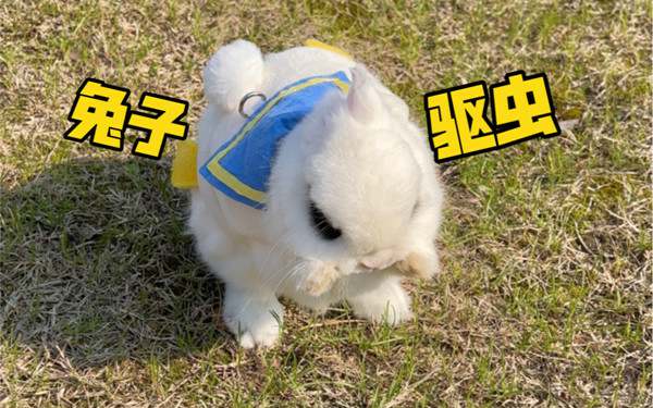 兔子需要驱虫吗?