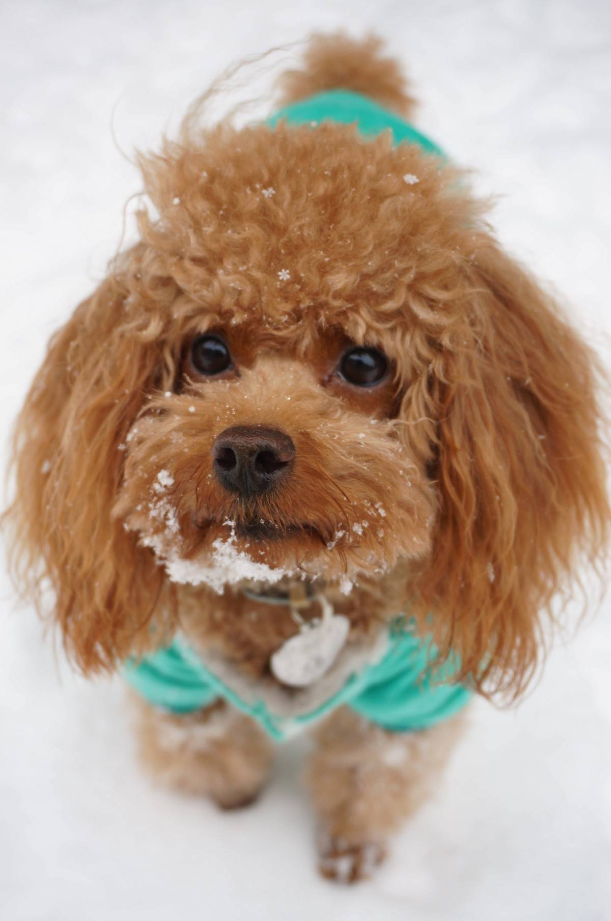 我的泰迪呱呱他进化了,头上有超清晰的雪花哟~