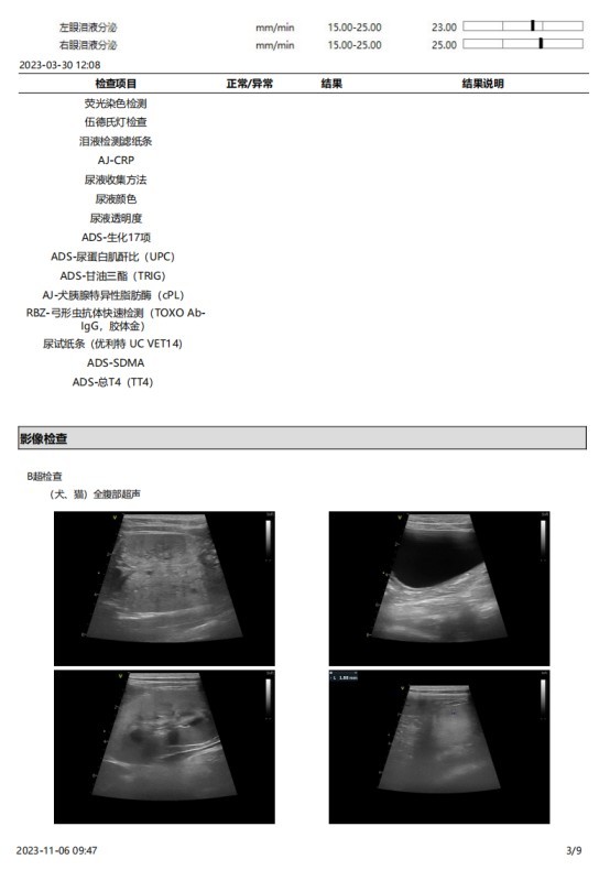 一例犬睾丸肿瘤的诊断与治疗