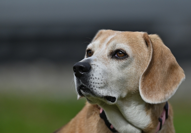 比格犬宠物摄影图片