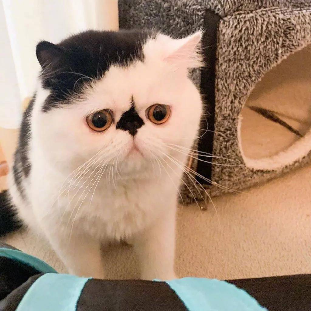 一只眉头紧锁的小可爱猫猫