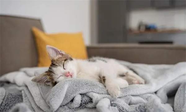 猫咪多久洗一次澡?帮猫咪洗澡需要注意些什么?