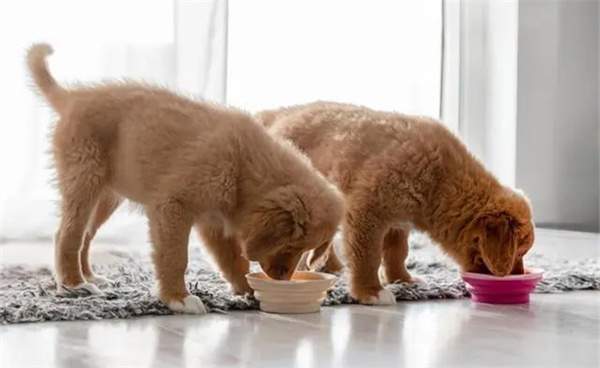 一个月的小狗可以吃什么